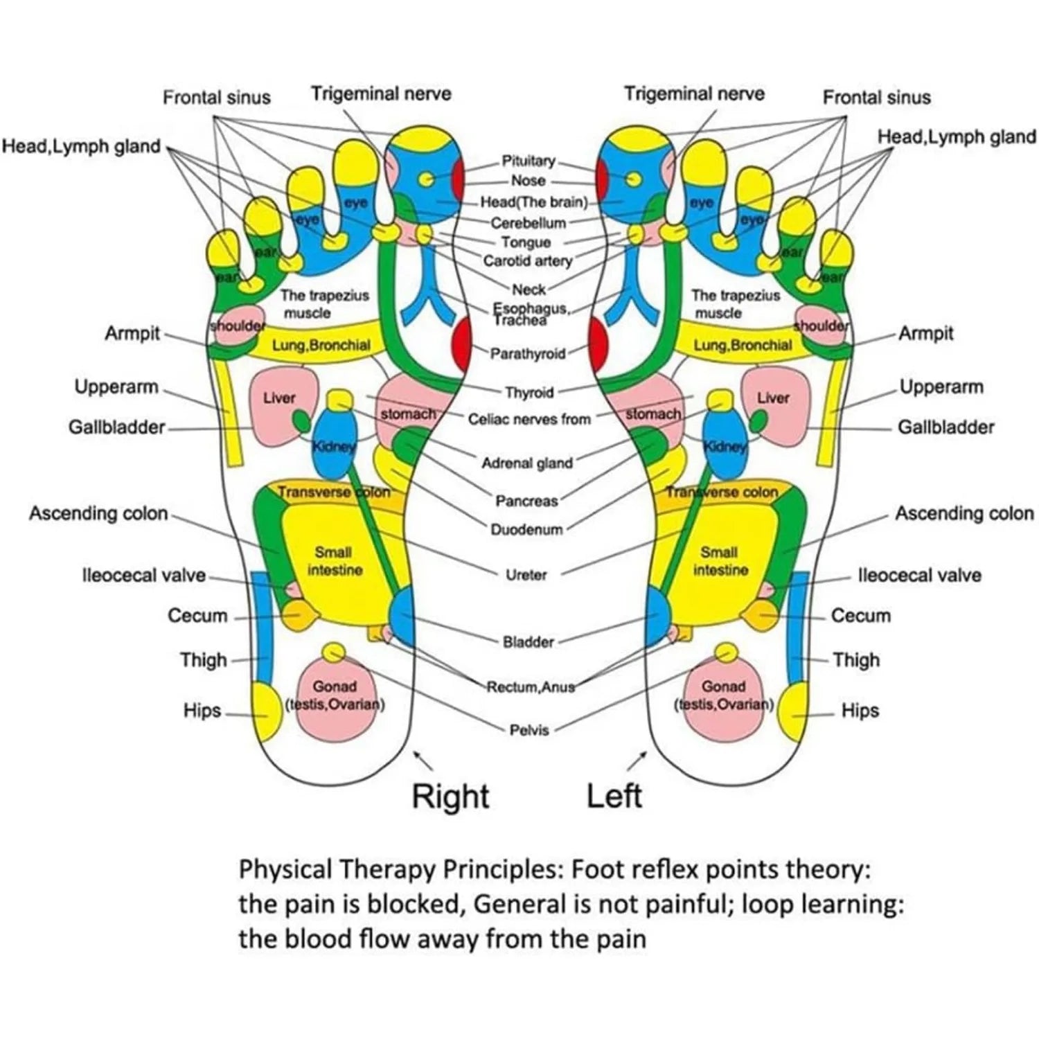 Foot Reflexology Acupressure Pad